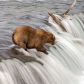Katmai National Park & Preserve