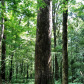 Nantahala National Forest
