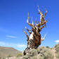 Inyo National Forest