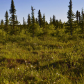 Denali National Park