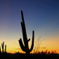 Saguaro National Park