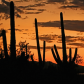 Saguaro National Park