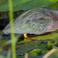 Everglades National Park