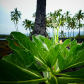 Pu'uhonua O HÅnaunau National Historical Park