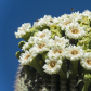 Saguaro National Park