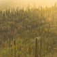 Saguaro National Park
