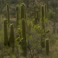 Saguaro National Park