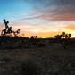 Joshua Tree National Park