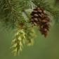 Arapaho and Roosevelt National Forests