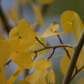 Arapaho and Roosevelt National Forests