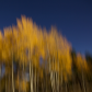 Arapaho and Roosevelt National Forests