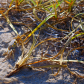 Back Bay National Wildlife Refuge