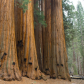Sequoia & Kings Canyon National Parks