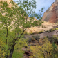 Zion National Park