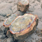 Petrified Forest National Park