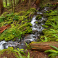 Olympic National Park