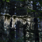 Olympic National Park