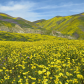 Carrizo Plain National Monument