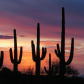 Saguaro National Park