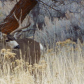 Tule Lake National Wildlife Refuge