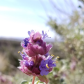 Red Rock Canyon National Conservation Area