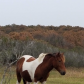 Assateague Island National Seashore