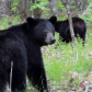 Shenandoah National Park