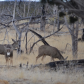 Mesa Verde National Park