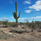 Saguaro National Park