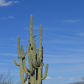 Saguaro National Park
