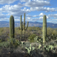 Saguaro National Park