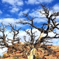 Canyonlands National Park