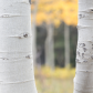 Kaibab National Forest