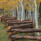 Kaibab National Forest