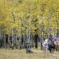 Apache-Sitgreaves National Forest