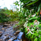 Pisgah National Forest