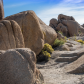 Joshua Tree National Park