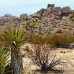 Joshua Tree National Park
