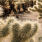 Joshua Tree National Park