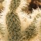 Joshua Tree National Park