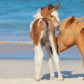 Assateague Island National Seashore
