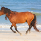 Assateague Island National Seashore
