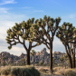 Joshua Tree National Park