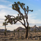 Joshua Tree National Park