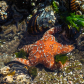 Oregon Islands National Wildlife Refuge 