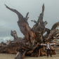 Olympic National Park