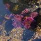 Oregon Islands National Wildlife Refuge