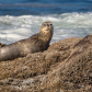 Oregon Islands National Wildlife Refuge