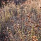Pinnacles National Park