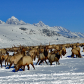 National Elk Refuge